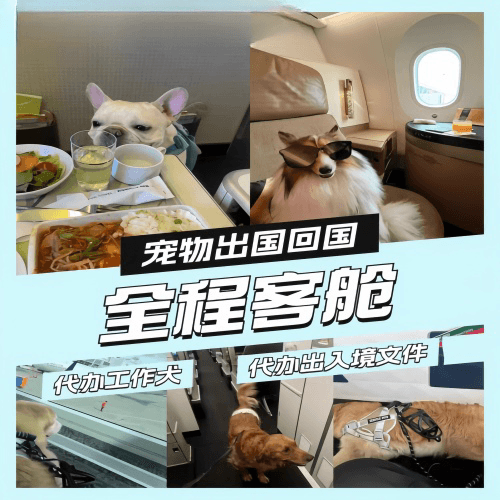 杭州市宠物托运到白俄罗斯宠物入境规定和要求